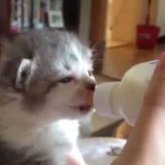 Un chaton qui boit un biberon : La vidéo trop mignonne du jour !
