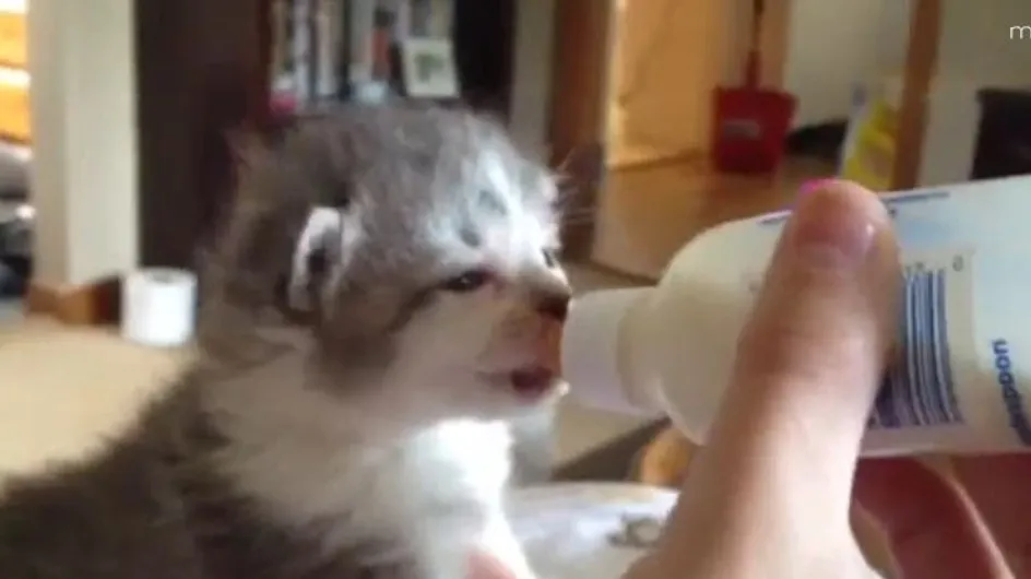 Un chaton qui boit un biberon : La vidéo "trop mignonne" du jour !
