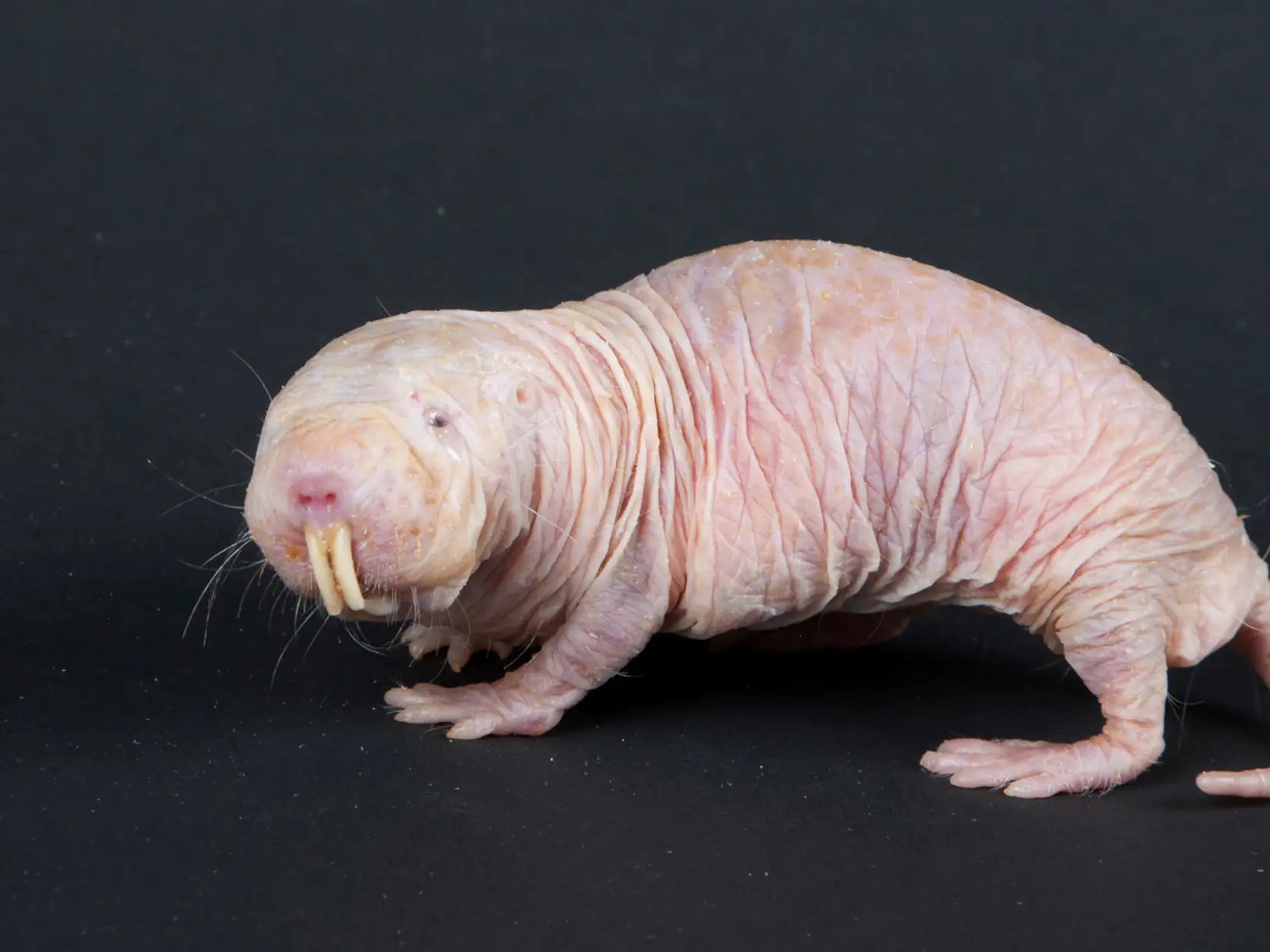 Le Rat Taupe Nu Detient Il La Formule Contre Le Cancer