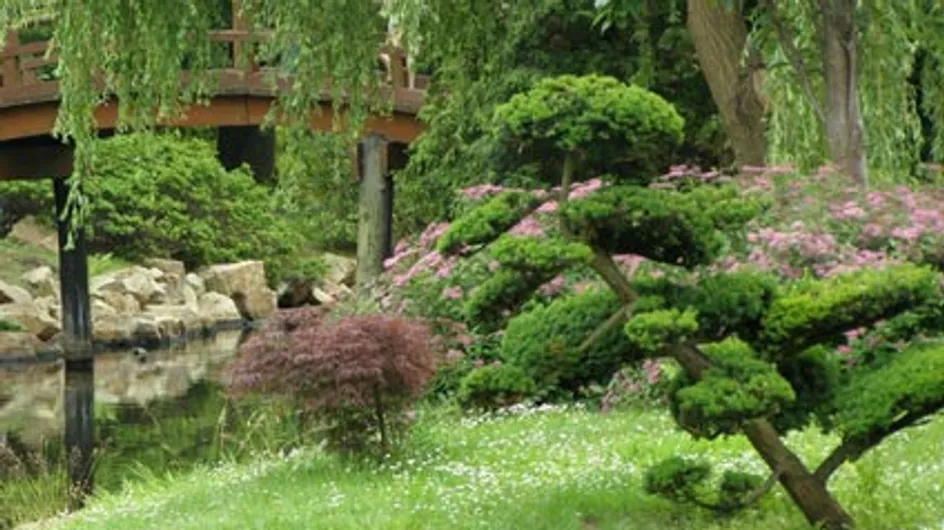 Niwaki : La zen attitude japonaise s’invite au jardin