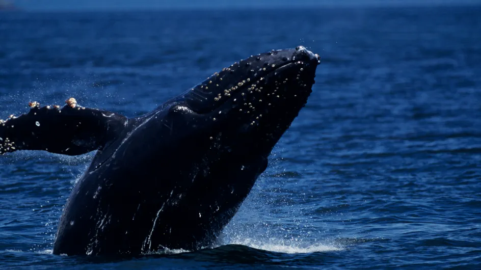 Un surfeur Australien assommé par la queue d’une baleine
