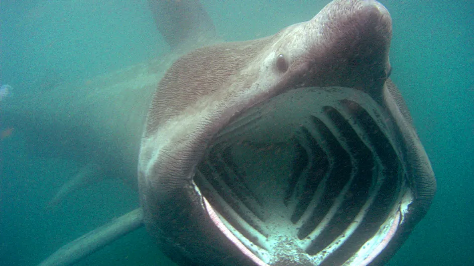 Bretagne : De nombreux requins pèlerins observés près des côtes
