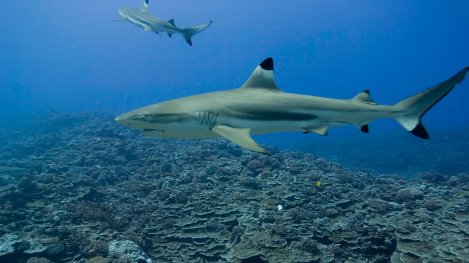 Une adolescente tuée par un requin à la Réunion