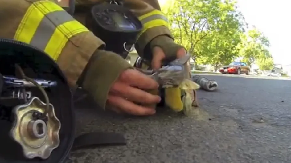 Un pompier sauve la vie d'un chaton et en fait un mini-film
