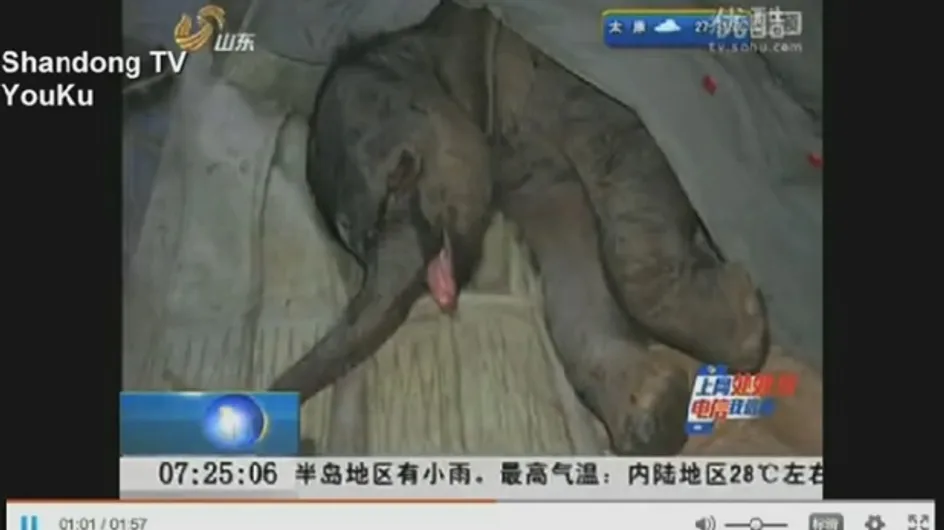 Un bébé éléphant pleure sa mère qui a tenté de le tuer (vidéo)