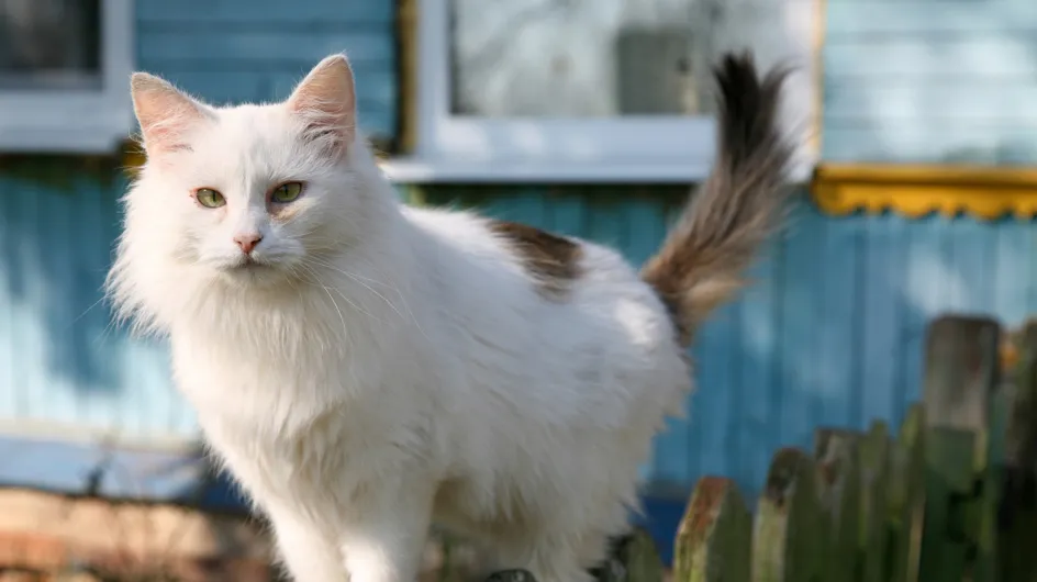 Happy End : Dix ans après sa fugue, un chat rentre chez lui