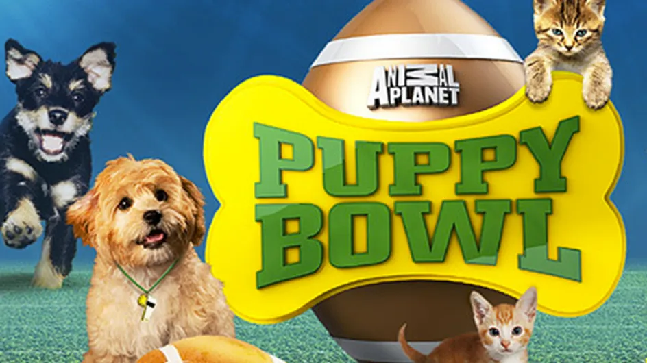 Cutest moments from Puppy Bowl X