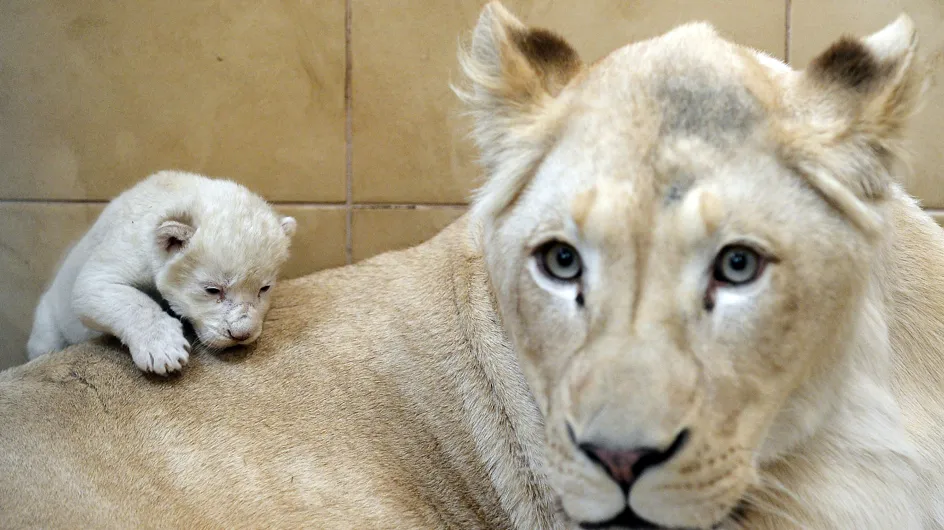 Una leona blanca da a luz a trillizos en Polonia
