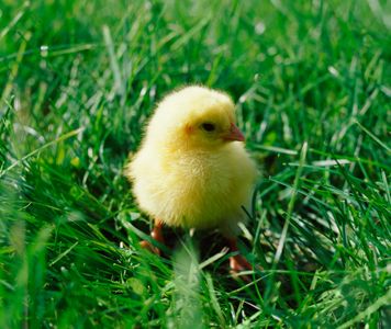 Un pollito en el cesped
