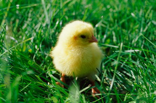 Un pollito en el cesped