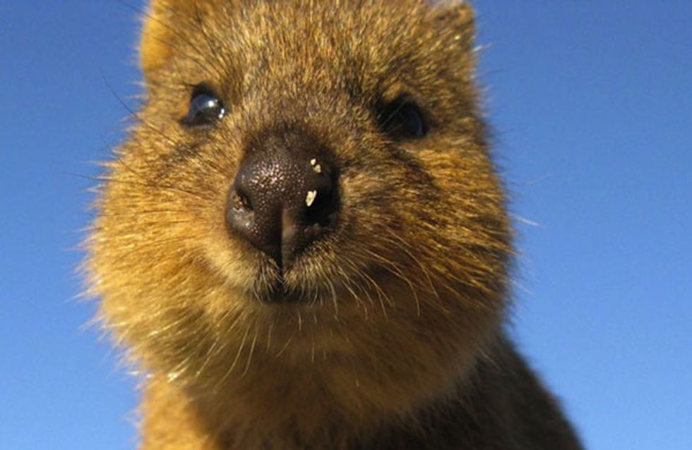 Quokka, wir lieben dich!