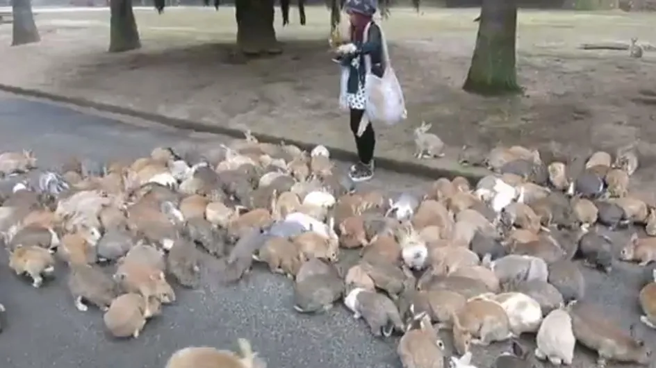 Se faire courser par une armée de lapins, ça peut t'arriver à toi aussi (Vidéo)