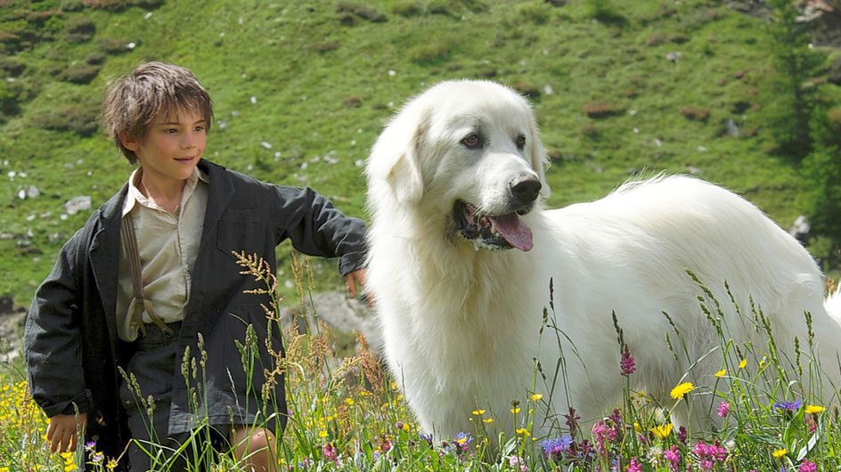 Animaux au cinéma 10 films d'animaux Animaux au cinéma 10 films d'animaux