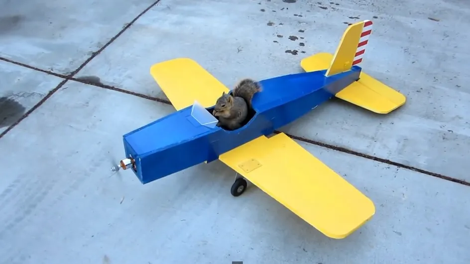 Y a-t-il un écureuil pour piloter l'avion ? (vidéo)