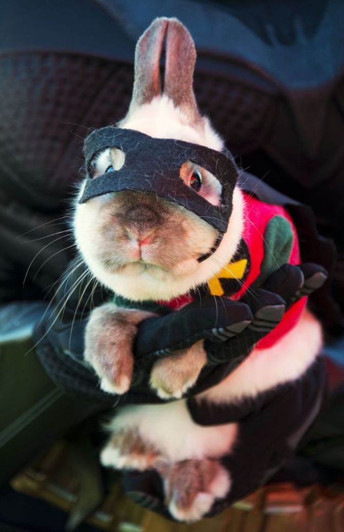 Robin
