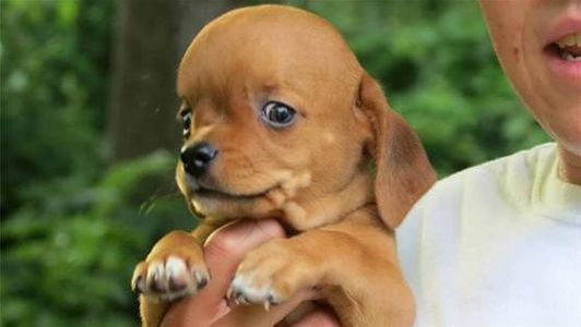 Frank, el cachorro enfermo