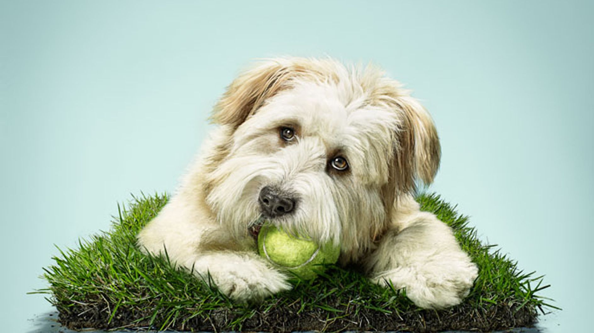 The Most Epic Viral Dog Videos Of ALL Time