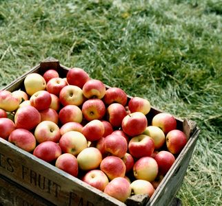 Appels