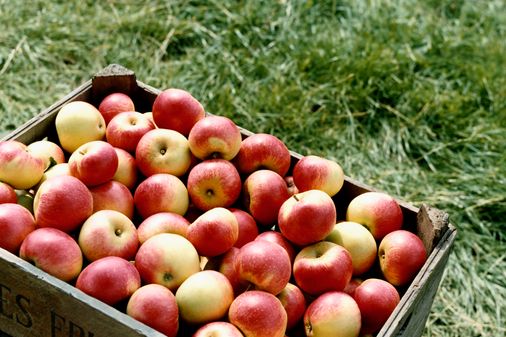 Appels