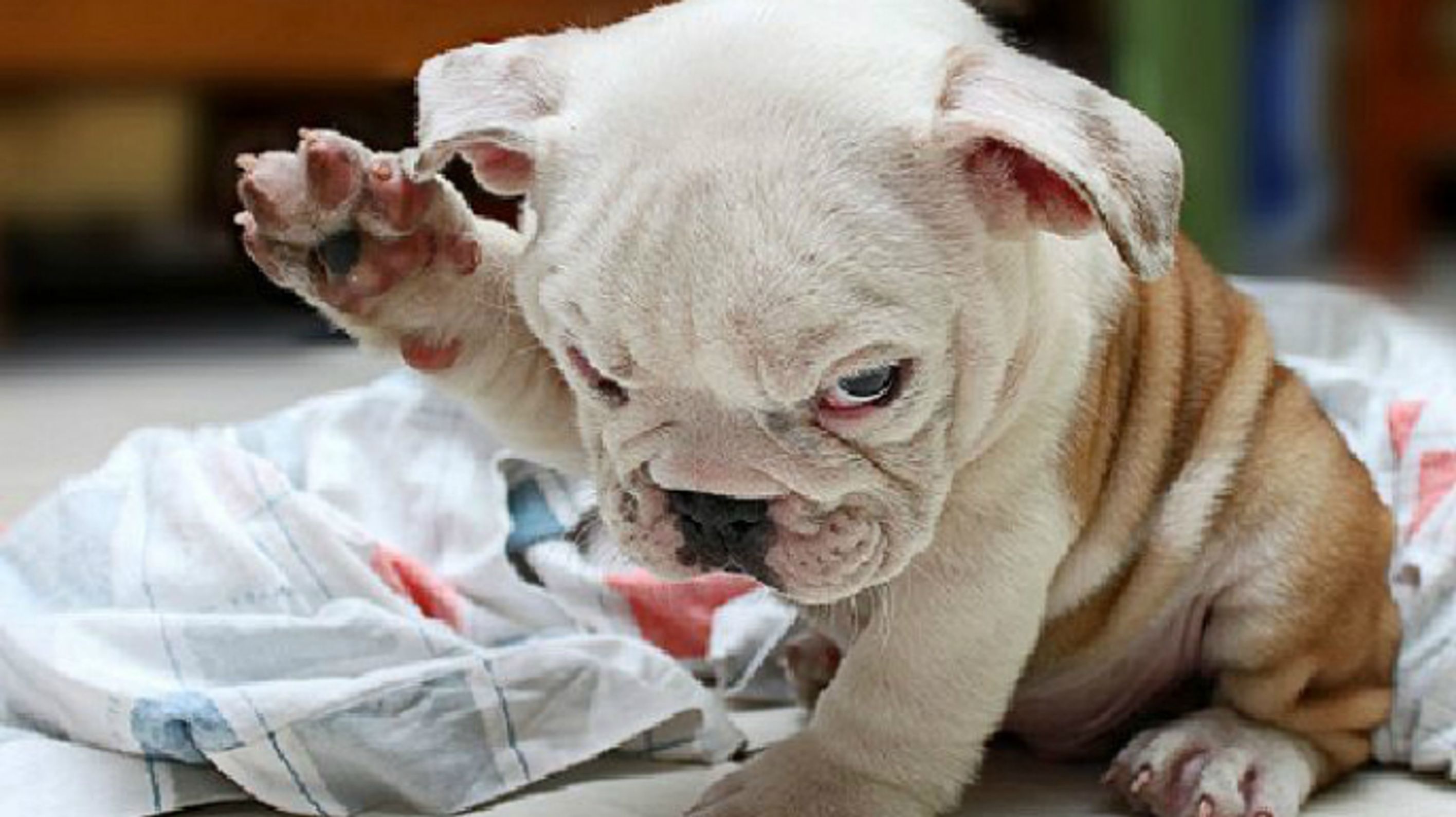 Os melhores vídeos de cachorros de TODOS os tempos!