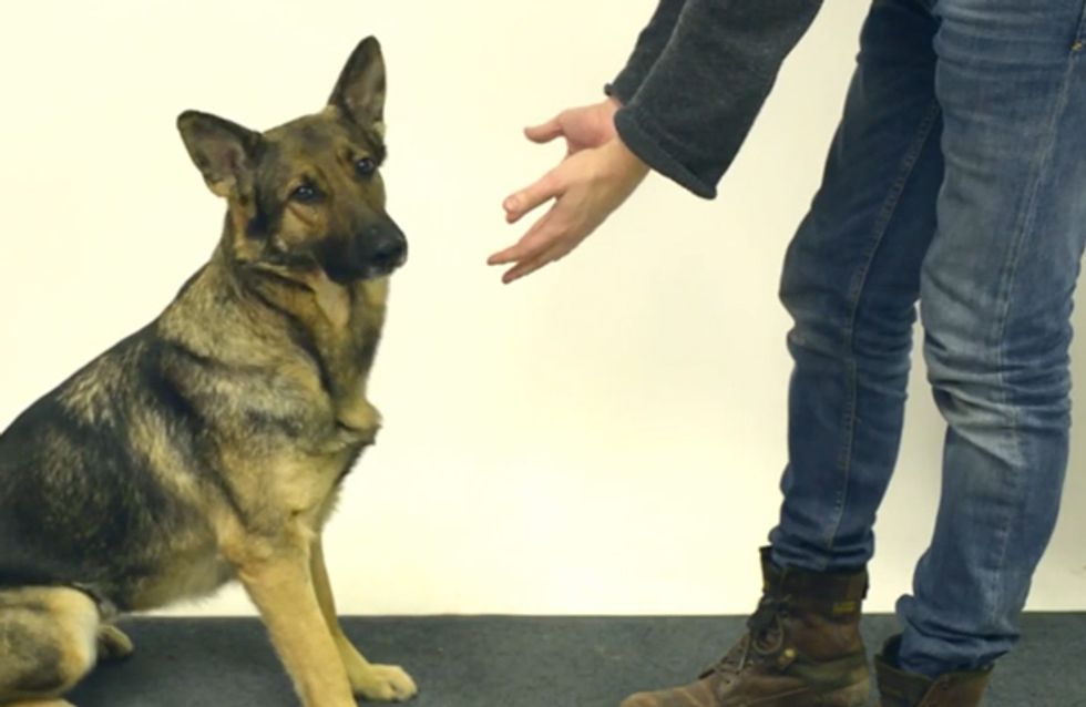 Reingelegt! Diese Hunde schauen ganz schön blöd aus der Wäsche