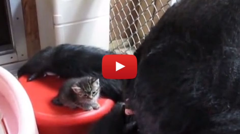So süß! Ein Gorilla trifft auf zwei winzige Katzenbabys