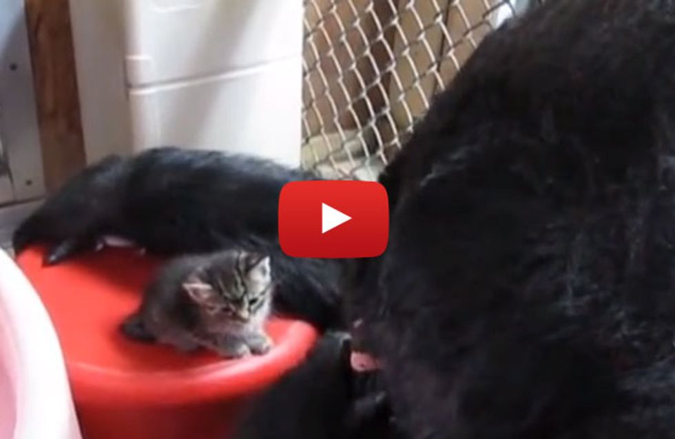 So süß! Ein Gorilla trifft auf zwei winzige Katzenbabys