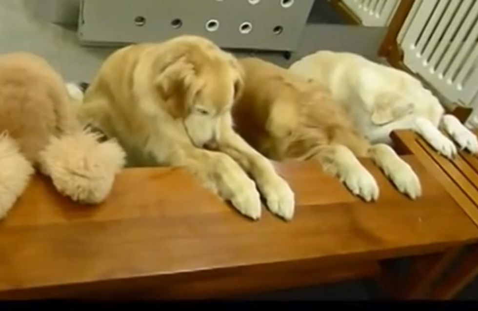 Vor dem Essen wird gebetet und danach abgewaschen: Diese Hunde wissen, was sich gehört