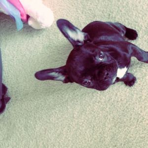 Asia, der neue Hund von Lady Gaga