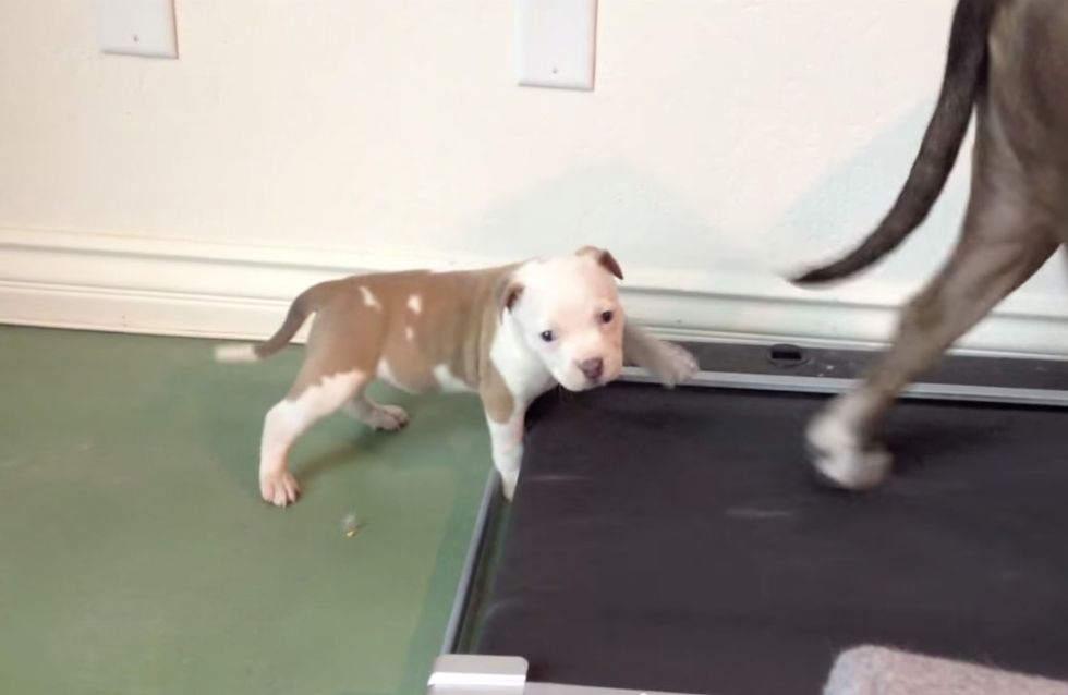 Come E Stato Creato Il Pitbull