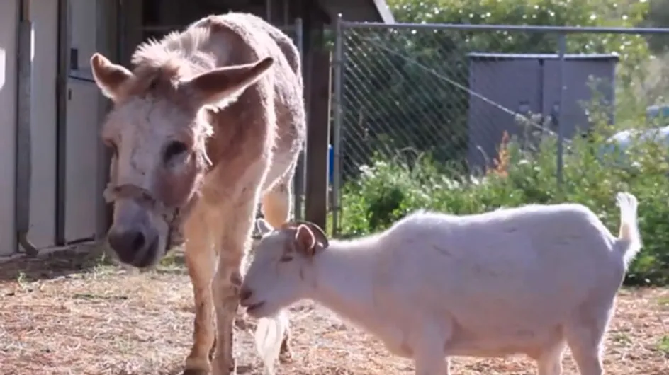 Goat And Donkey BFFs Go On Hunger Strike To Be Reunited