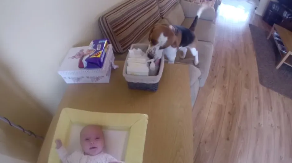 Un astuto perro ayuda a su dueña a cambiar los pañales al bebé