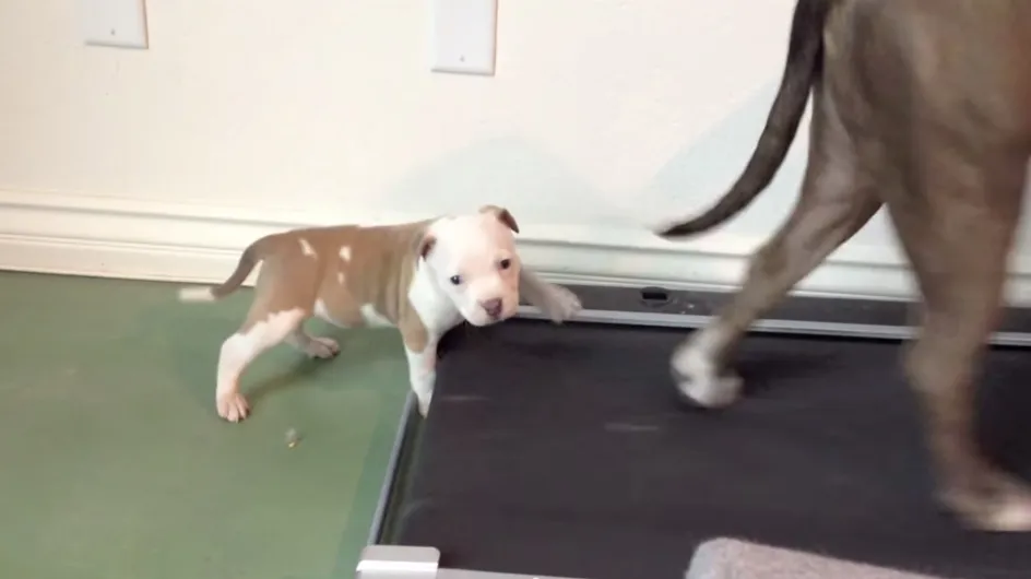Este pequeño pitbull no renuncia a sus ejercicios diarios