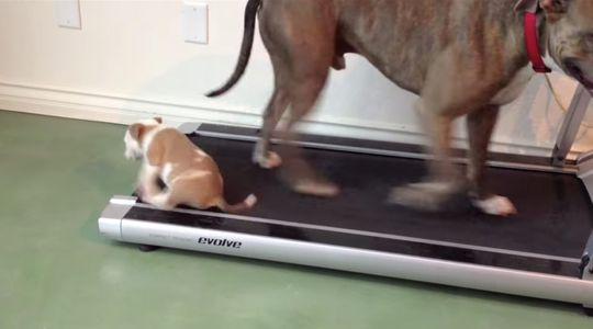 Il cucciolo di pitbull alle prese con il tapis roulant