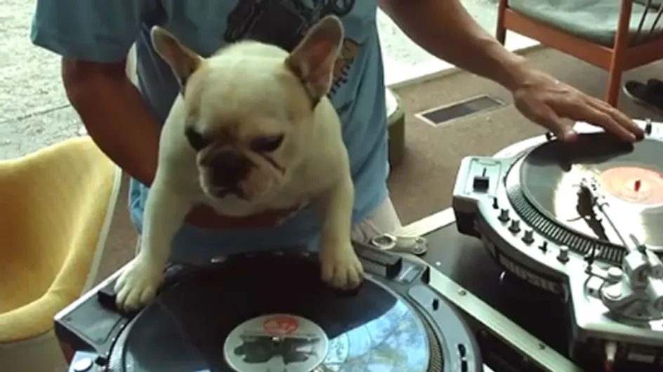 Un cachorro con un increíble talento como DJ