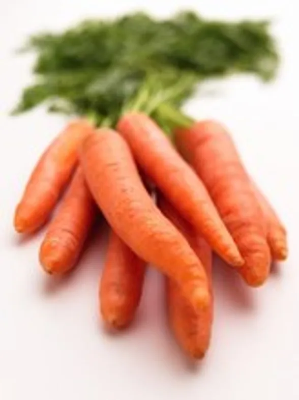 Todo sobre las zanahorias