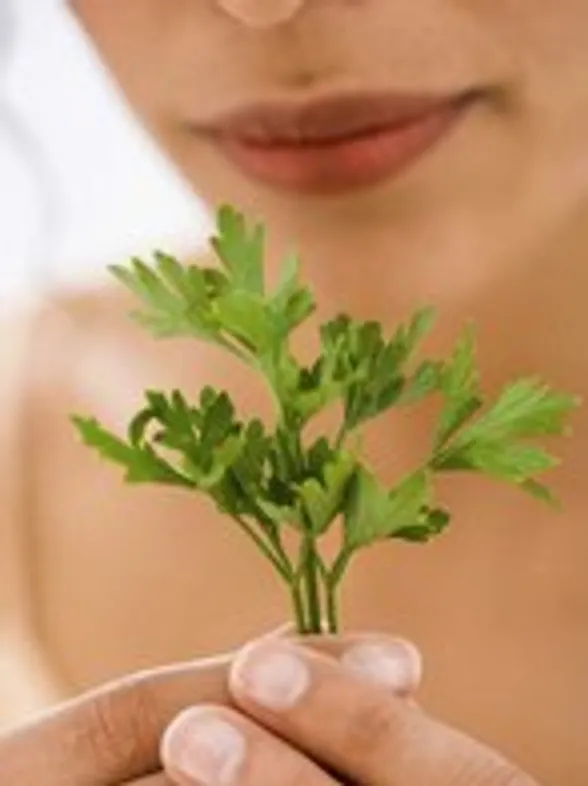 Cultivar plantas aromáticas