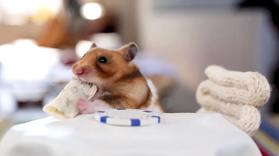 Mini burrito para el hamster: amor en forma de comida