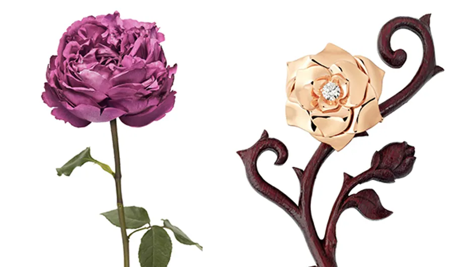 Les Roses Nouvelles de Genève: Envie de choisir VOTRE Coup de Coeur?