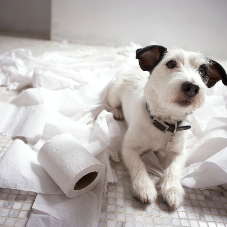Come Accogliere In Casa Un Cane Le Regole Doro