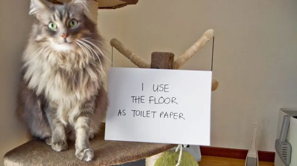 17 Pets That Needed To Be Shamed