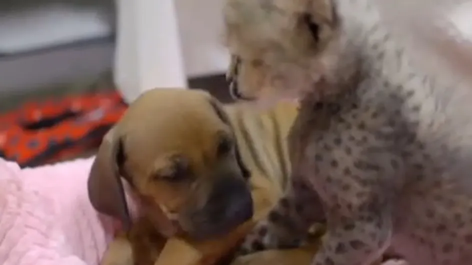 Rejeté par sa mère, un bébé guépard trouve du réconfort auprès d'un chiot (Vidéo)