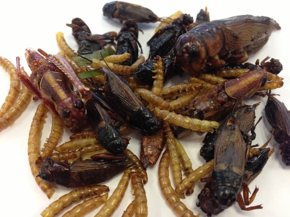 Quels sont les insectes à manger les plus populaires ?