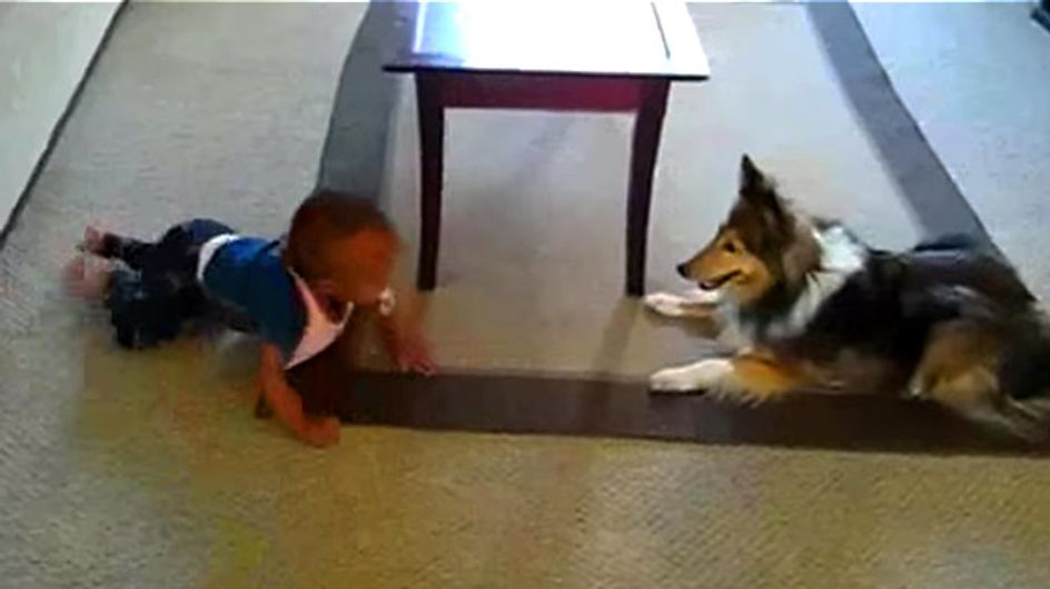 Wenn ihr das hier seht, wollt ihr sofort einen Hund als Babysitter haben!