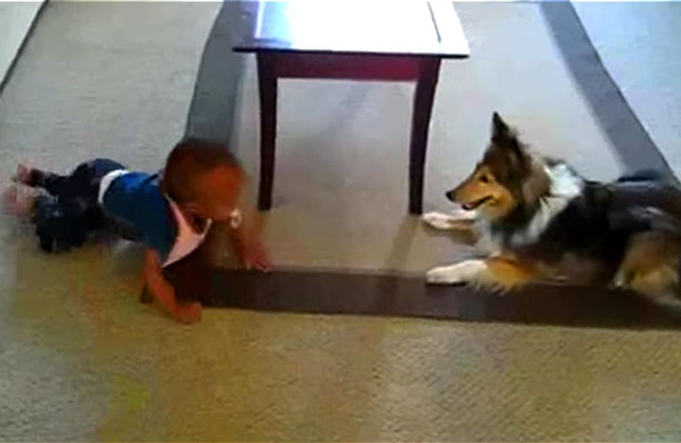 Wenn ihr das hier seht, wollt ihr sofort einen Hund als Babysitter haben!
