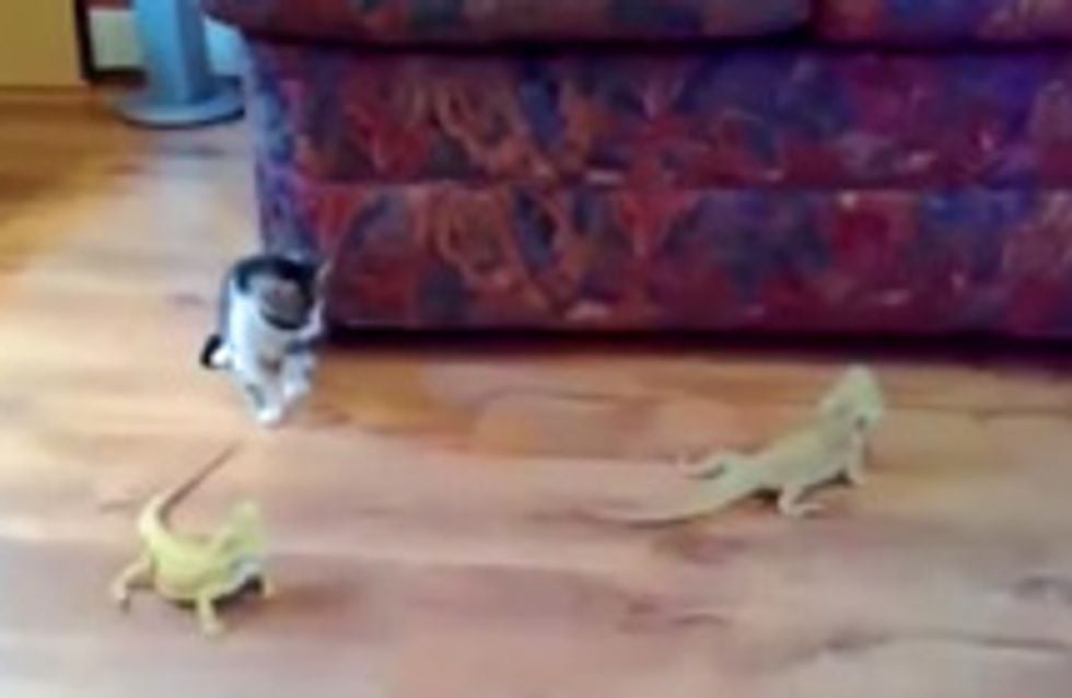 Sie wollte doch nur spielen! Was dieser süßen Babykatze dann passiert, ist für sie echt ein Schock ...