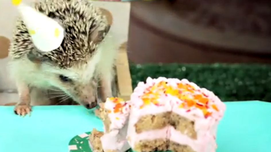 Happy Birthday, lieber Igel! Wir sind fast aufgeflippt, so süß ist die Igel-Geburtstagsparty!