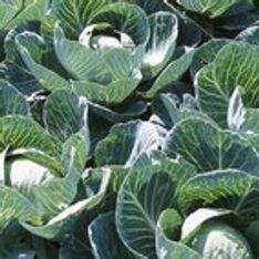Vegetables of the cabbage family
