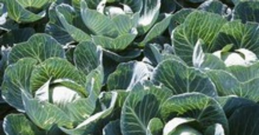 Vegetables of the cabbage family