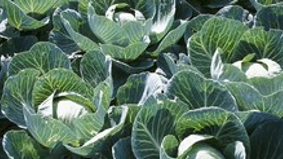 Vegetables of the cabbage family